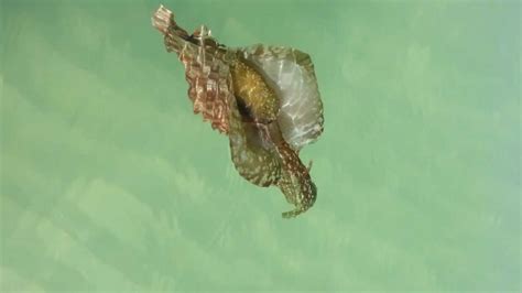Sea Slug Near Clearwater Florida Youtube