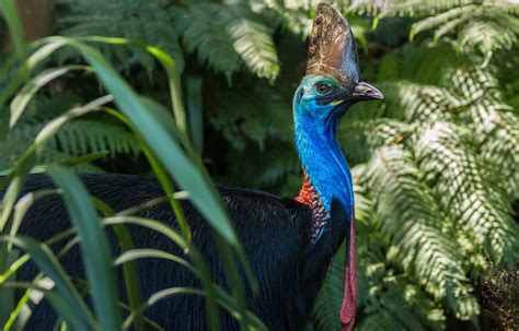 Découvrez Les Animaux De La Plus Grande Forêt Tropicale Daustralie