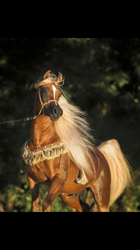 Golden Light Arabian Horse With Long Flowing Blond Mane Arabian