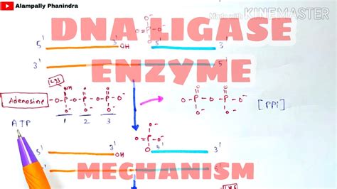 Ligase Enzyme Function Steps Of The Nick Sealing Reaction Catalyzed