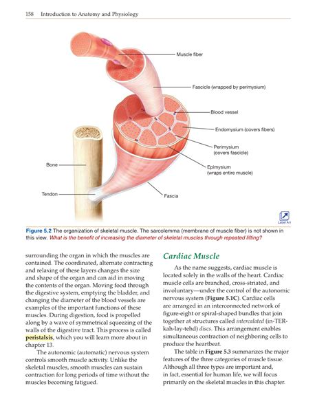 Introduction To Anatomy And Physiology Online Student Edition Page 158