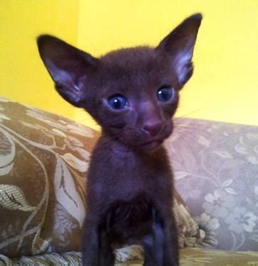 Look at pictures of oriental kittens who need a home. CFA Oriental Shorthair Kittens for Sale in Millbach ...