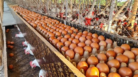 Collecting Thousands Of Chicken Eggs From Our Superb Laying Boxes Youtube