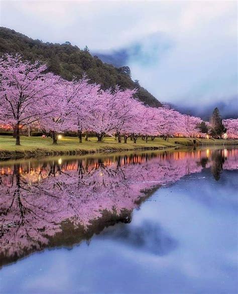 Beautiful Cherry Blossoms In Japan