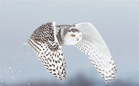Secrets Of The Snowy Owl Habitat Adaptations And Other Facts