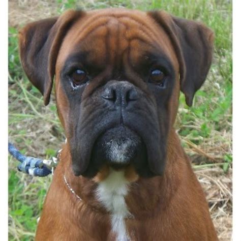 I was very nervous sending him from pennsylvania to. Steel Blade Euros, Boxer Breeder in Priest River, Idaho