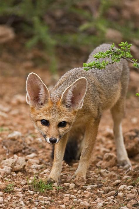 Cape Fox Stock Image Image Of Single Habitat Wilderness 8422123