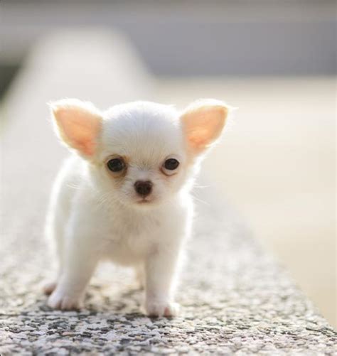 The hair types for all chihuahuas vary greatly and usually do not correlate with their hair length. Chihuahua Puppies Photos - Small Dog Breed Photos