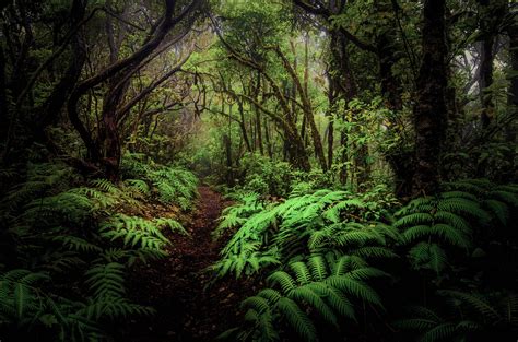Small Path Through The Ferns 4k Ultra Hd Wallpaper Background Image