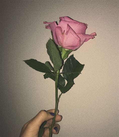 Aesthetic Roses Rosé Aesthetic Aesthetic Pictures Love Rose Flower