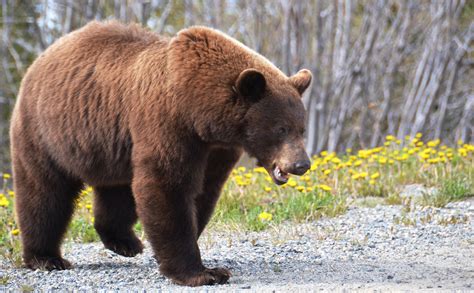 The Bears Of All Bears Travel Photography And Other Fun Adventures