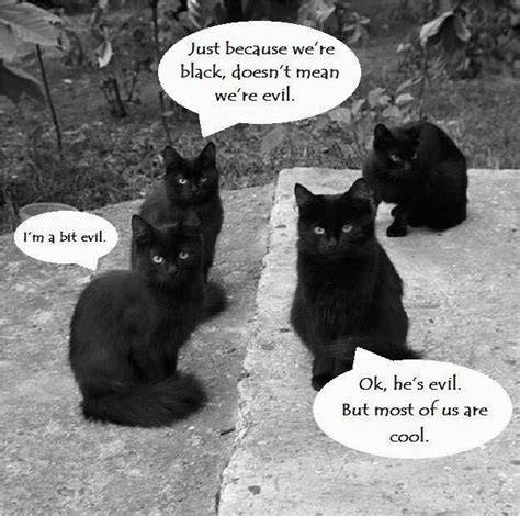 Black Cat Birthday Meme Not All Black Cats Are Evil Sort Of Meme Humor