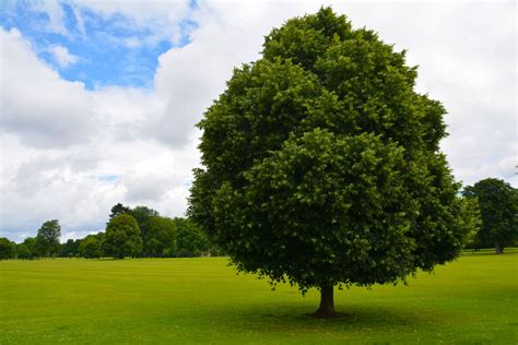 Fotos Gratis Paisaje árbol Naturaleza Bosque Césped Ligero Nube