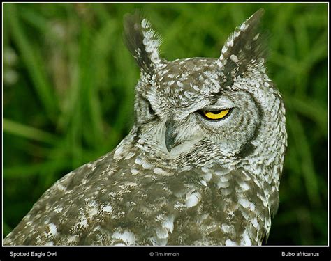 Treknature Spotted Eagle Owl Photo
