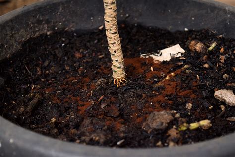 Many gardeners say that adding fresh coffee grounds to the garden will help increase the nitrogen content of the soil and change the garden's ph. How to Use Coffee Grounds in Your Garden: 5 Steps (with ...