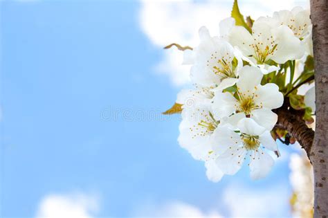 Cherry Blossoms On The Blue Background Stock Image Image Of