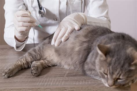How Often Do Indoor Cats Need Rabies Shots Catwalls