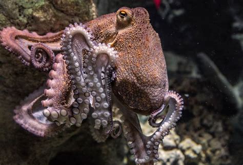 Do Octopus Make Good Pets Facts Risks And Types Pet Keen