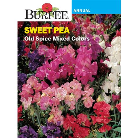 Burpee Old Spice Mixed Colors Sweet Pea Flower Seed 1 Pack Walmart
