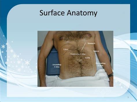 Abdominal Anatomy Surface Surface Anatomy Of The Abdominal Viscera