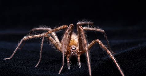 The Secret History Of Spider Venoms Paralytic Power Wired