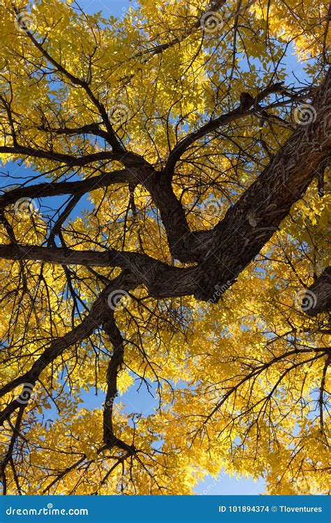 Fall Elm Tree With Trunk At Upper Right Stock Photo Image Of Sunlight