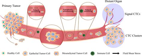 Frontiers A Narrative Review Of Circulating Tumor Cells Clusters A