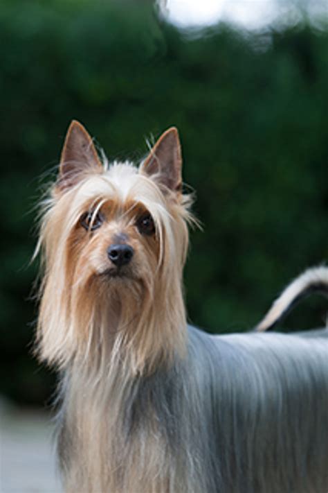 Australian Silky Terrier Breeds A To Z The Kennel Club