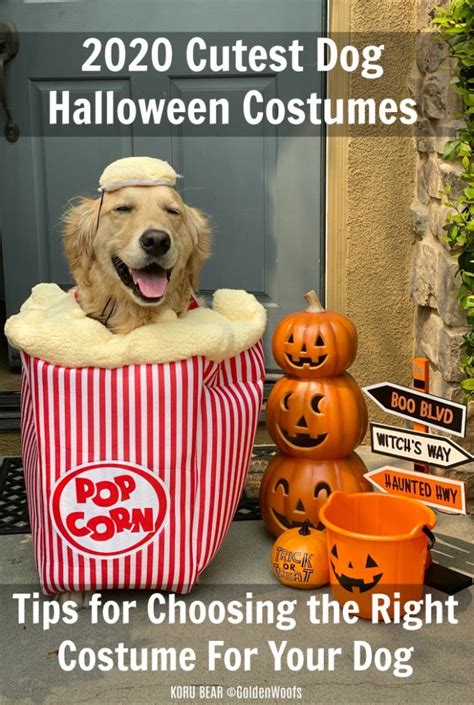 2020 Cutest Dog Halloween Costumes 5 Tips For Choosing The Right