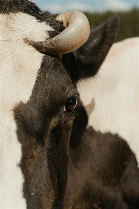 White And Black Cow Head · Free Stock Photo