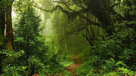 Wallpaper Summer Forest 5k 4k Wallpaper Green Trees