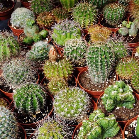 If you have a greenhouse or heating arrangement you can sow at the end of january or early february. Cactus Seeds - Cacti Garden Mix Flower Seeds