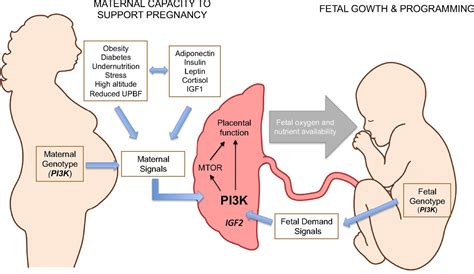 Placenta Plays A Critical Role In Maternalfetal Resource Allocation Pnas