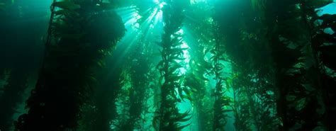 What Is A Kelp Forest