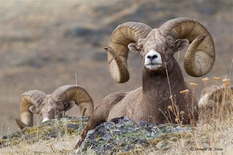 Arizona Desert Bighorn Sheep North American Animals North American