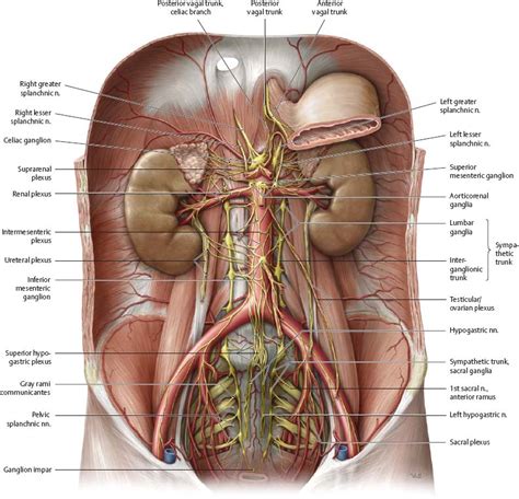 • in this module, we will explore basic abdominal anatomy identifiable with common imaging modalities. Nerves - Atlas of Anatomy