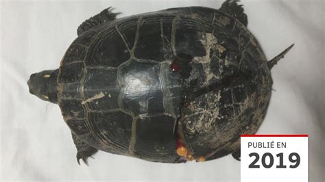 Au Secours Des Tortues Blessées Sur Les Routes Radio Canada