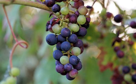 Uvas Coloridas Verde Rojo Púrpura Fruta Fondos De Pantalla