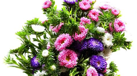 Wallpaper Chrysanthemum Bouquet Bright Colorful Hd Picture Image