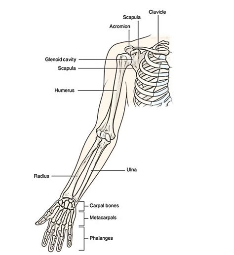 Anatomy part 11(ulna and radius). Easy Notes On 【Ulna】Learn in Just 4 Minutes!