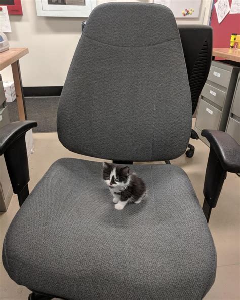 Kittens First Day At The Office