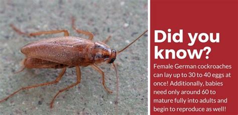 1 biggest secret in pest control. Cockroaches vs. Other Pests (Easily See The Differences) | Cockroaches, Pest control, Pest ...