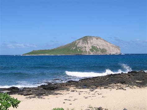 Hilo, hawaii (ap) — a hawaii island group has launched an effort to reduce the number of feral hawaii has strict laws regarding rabbit containment because they can be a menace to farmers and. Rabbit Island - Picture of Oahu, Hawaii - Tripadvisor