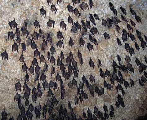 Bats In Bat Cave Chamero Gufa Flickr Photo Sharing