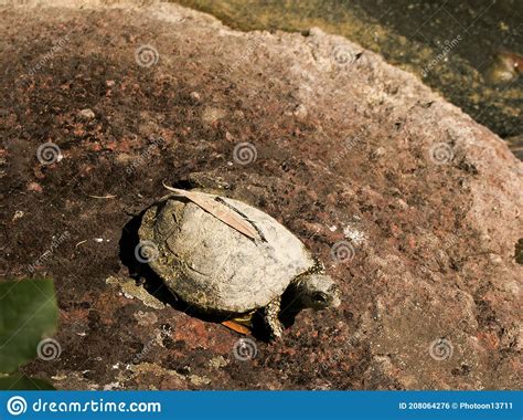 A Small Snapping Turtle Crawling Over The Land Still Covered In Mud