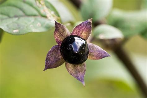 Nightshade Flower A Deadly Plant To Add To Your Homes Garden Floraqueen En