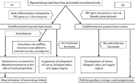 Figure 2 From Evaluation And Management Of Disorders Of Sex Development