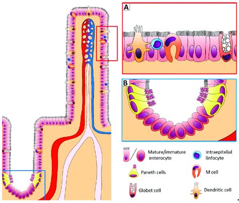 The Intestinal Epithelial Cells Of The Mucosal Lining Enterocytes And