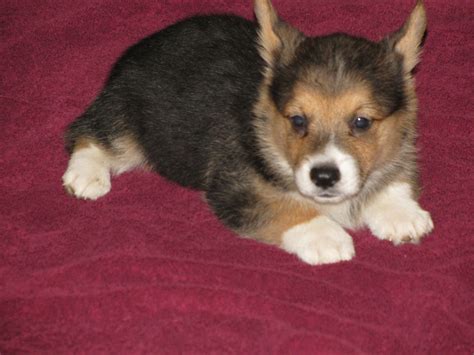 Located near versailles, ohio (midways up the state near indiana border). Pembroke Welsh Corgi Puppies For Sale | Tuscarawas County ...