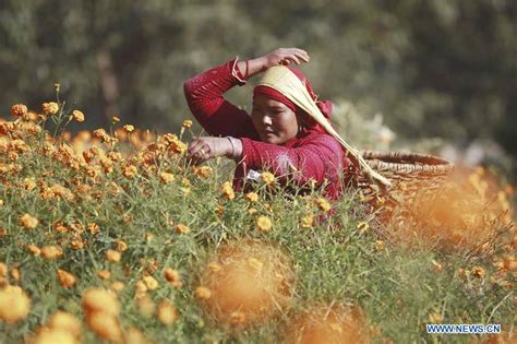 Nepalese Women Pick Marigold Flowers For Upcoming Tihar Festival In